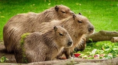 Найбільші тварини у світі